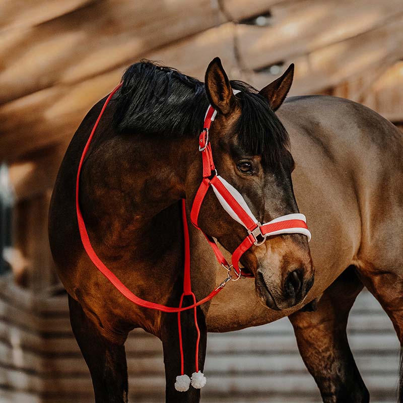 Equitheme Xmas Halfter-Set mit Führstrick - Weihnachtsedition - 9329